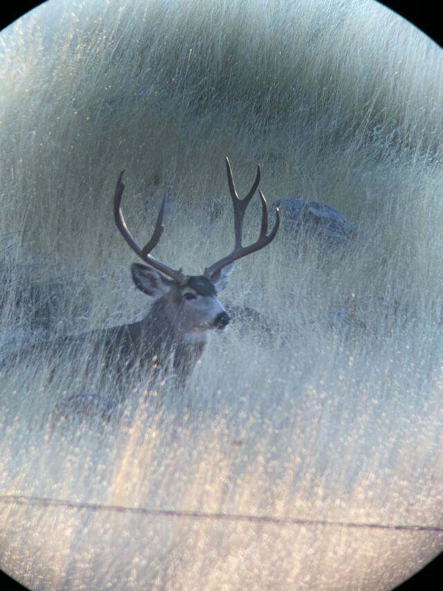 Example on deer too big.